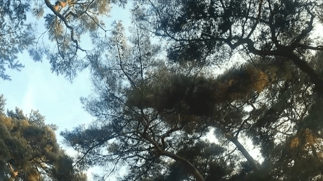 하늘을 향해 뻗은 큰 나무들