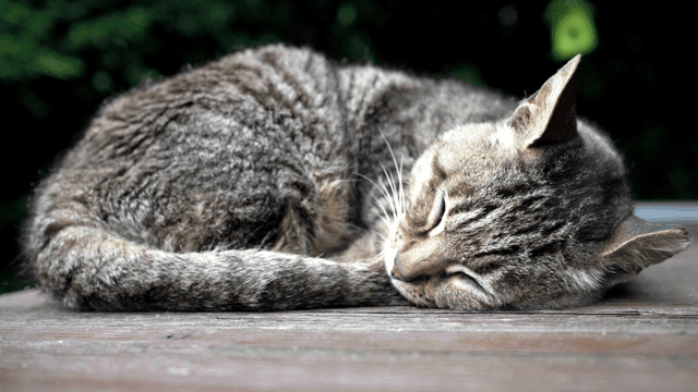 Cat sleeping peacefully on a wooden deck