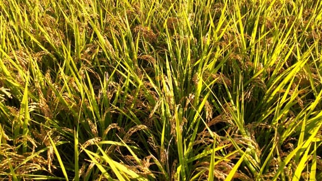 햇빛 아래 무성한 푸른 논밭