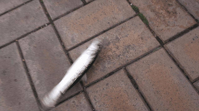 Fish flopping on a tiled surface