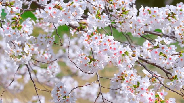 가지에 만개한 벚꽃