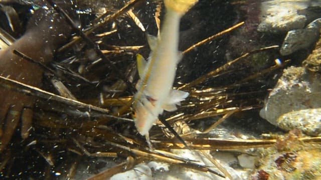 작살에 잡힌 물고기