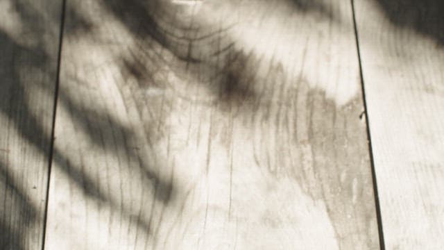 소나무에 깔린 채 테이블에 올려지는 신선한 버섯