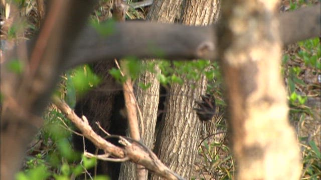 Bear climbing a tree