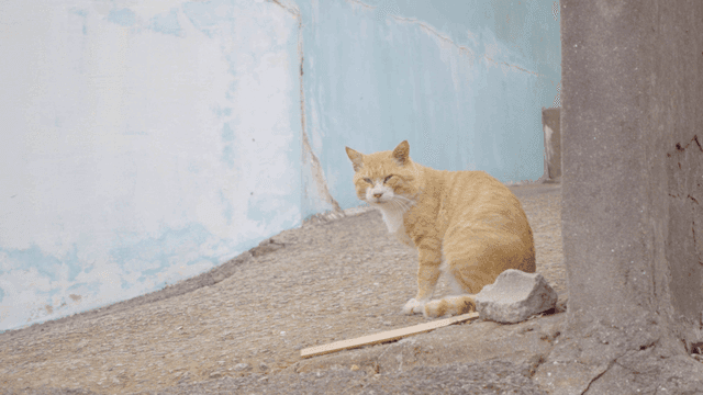 콘크리트 길에 앉아 있는 노란 고양이
