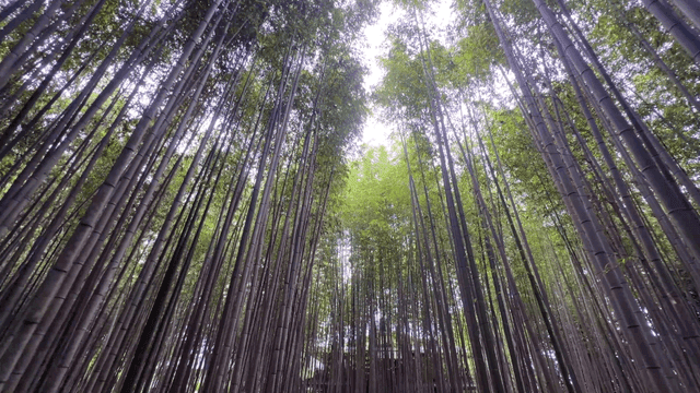 Quiet forest with tall bamboo