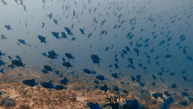 School of Fish Swimming in the Ocean Depths