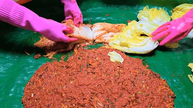 Preparing kimchi with fresh cabbage