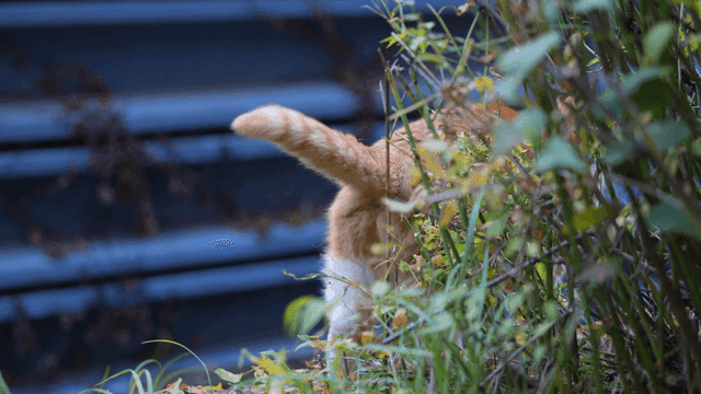 Cat exploring through dense bushes