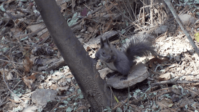 숲에서 먹이를 찾는 청설모