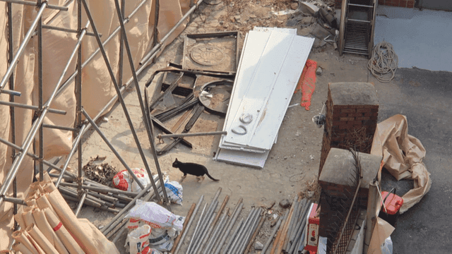 Black cat passing by construction site