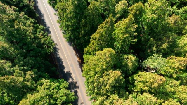 Scenic road through a dense forest