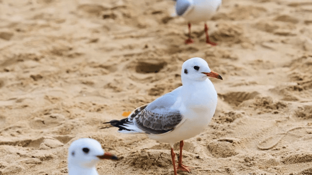 모래사장에 서 있는 갈매기들