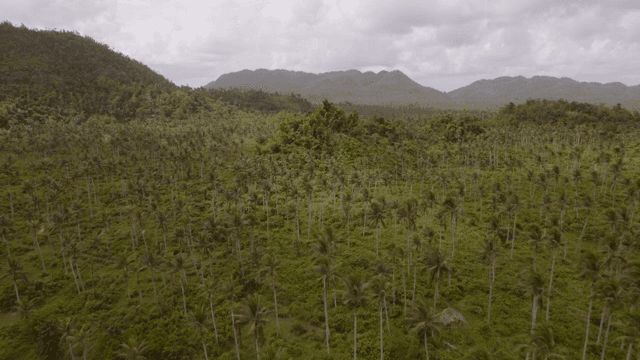 Lush green forest with distant mountains