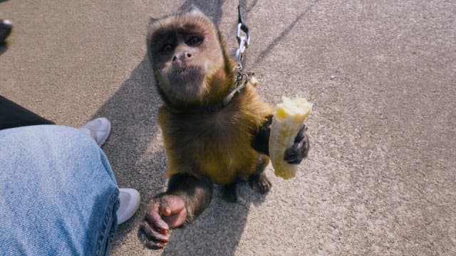 Pet Monkey Enjoying a Banana
