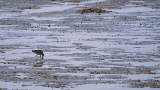 갯벌 깊숙이 부리를 박는 갈색 도요새