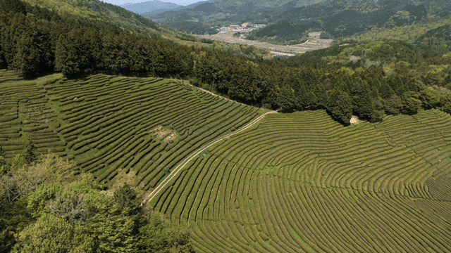 Green tea fields on sunny day