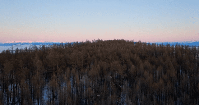 Forest with snow-covered ground at dawn