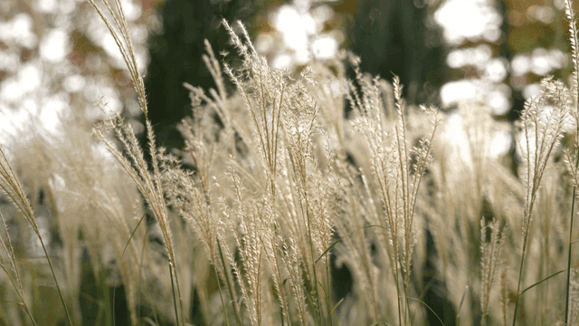 Tall grass swaying gently in the breeze