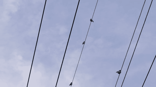 하늘을 배경으로 전선에 앉아 있는 새들