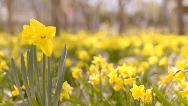 노란 수선화가 만개한 들판