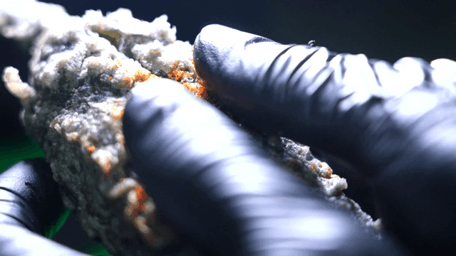 장갑을 낀 손으로 가르는 고추튀김 단면