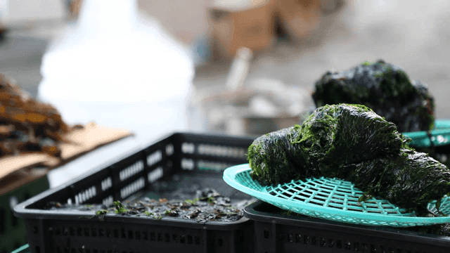 Fresh seaweed drying on a tray