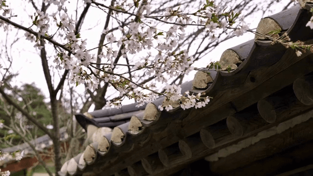 전통 지붕 위의 벚꽃