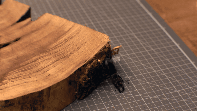 나무 표면 위의 사슴벌레