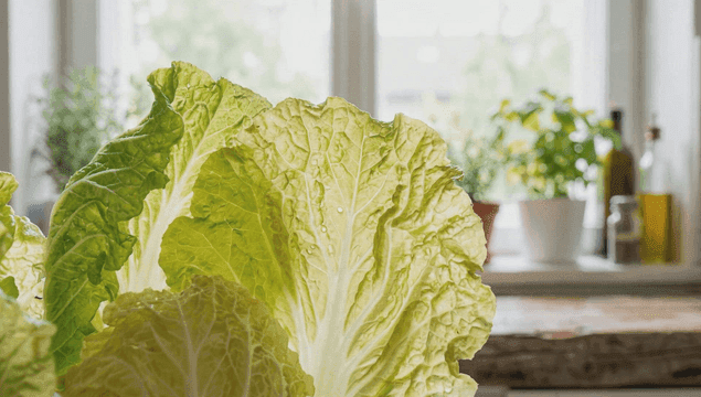 주방 조리대 위의 신선한 배추