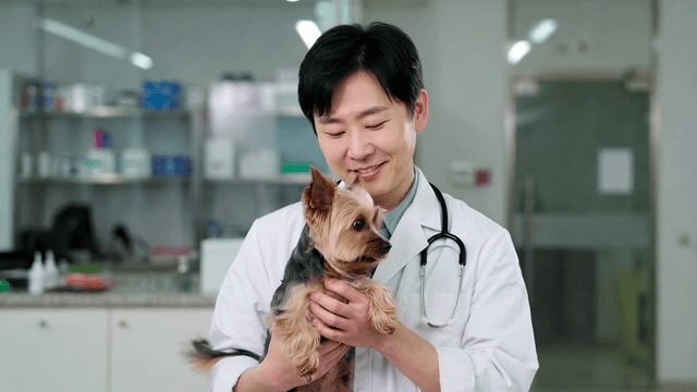 동물병원에서 작은 개를 안고 있는 수의사