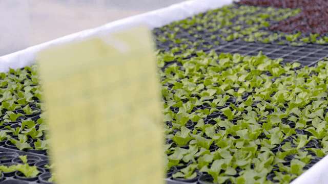 온실에서 자라는 어린 상추들과 끈끈이 트랩