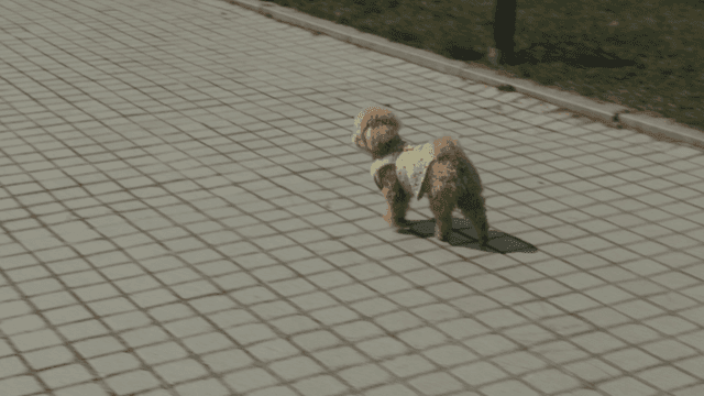 귀여운 옷을 입은 작은 강아지