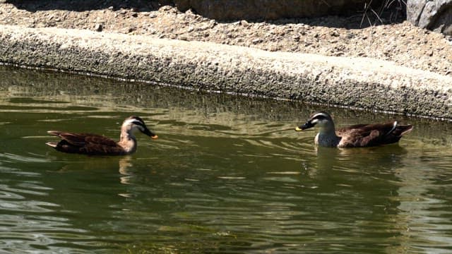 Two ducks swimming in a pond under sunlight