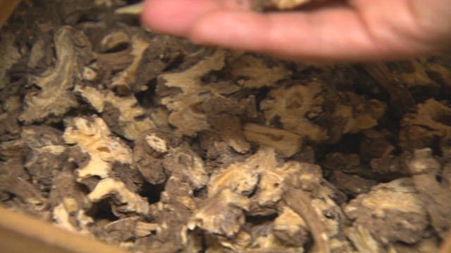 한약의 재료로 쓰이는 마른 약초들