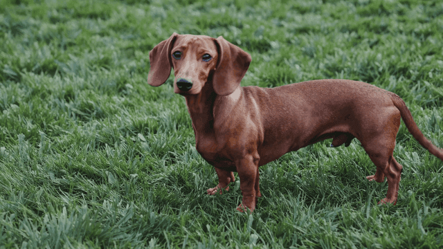 Dachshund standing on green grass.