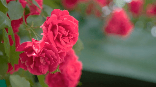 활짝 핀 붉은 장미