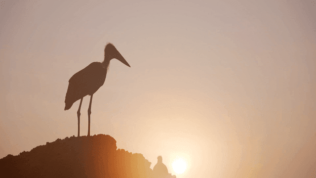 Heron sitting on rock at sunrise