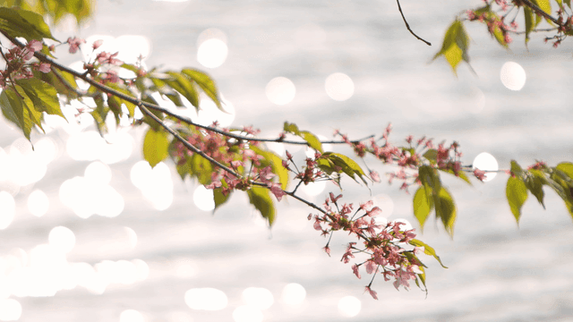 Cherry blossoms on river swaying in wind