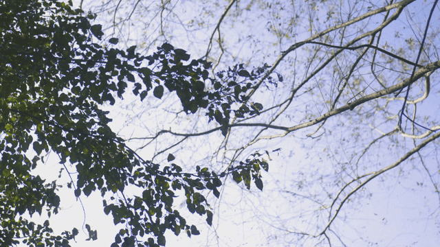 맑은 하늘을 배경으로 한 나뭇잎과 가지