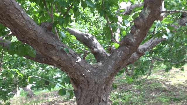 햇살이 비치는 푸른 나무
