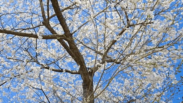 맑은 하늘 아래 핀 벚꽃