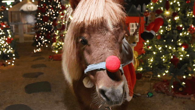 A pony with a red nose in a festive setting