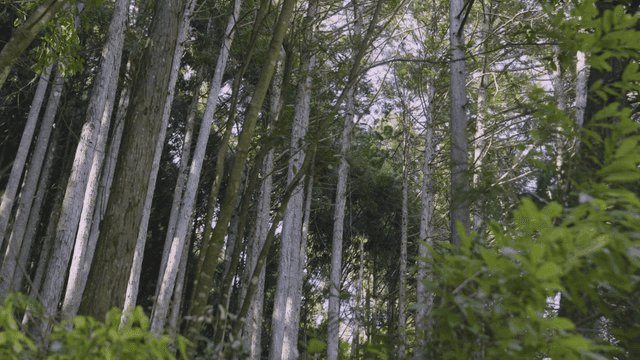 Quiet forest with tall trees