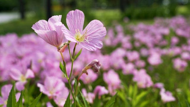 Blossoming Pink Flowers in a Sunny Garden