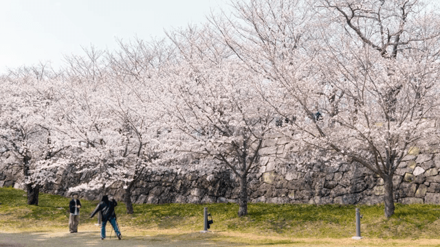 공원에 만개한 벚꽃