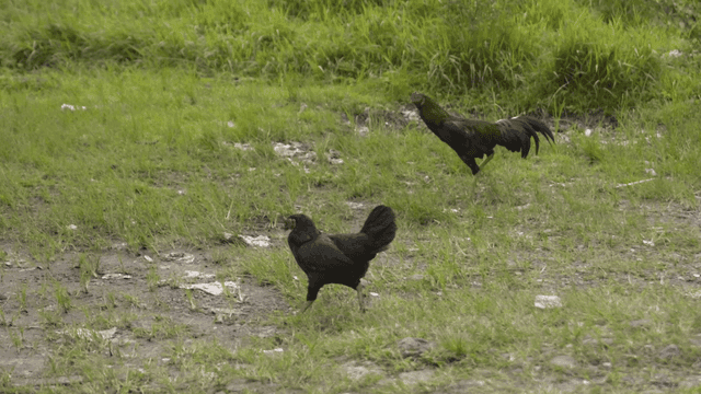 Chickens walking on grass