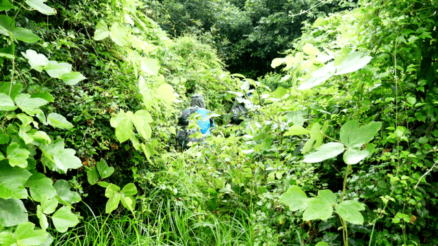 무성한 숲길을 풀을 잘라가며 걷는 등산객들