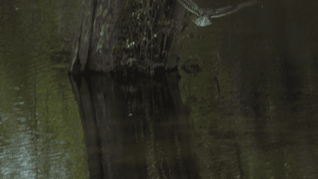 숲 속 강 위를 날아가는 독수리