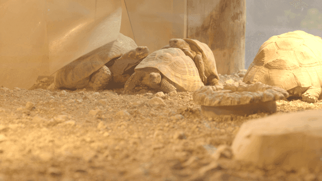 Turtles in warm cage
